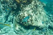 BVI Diving-0193